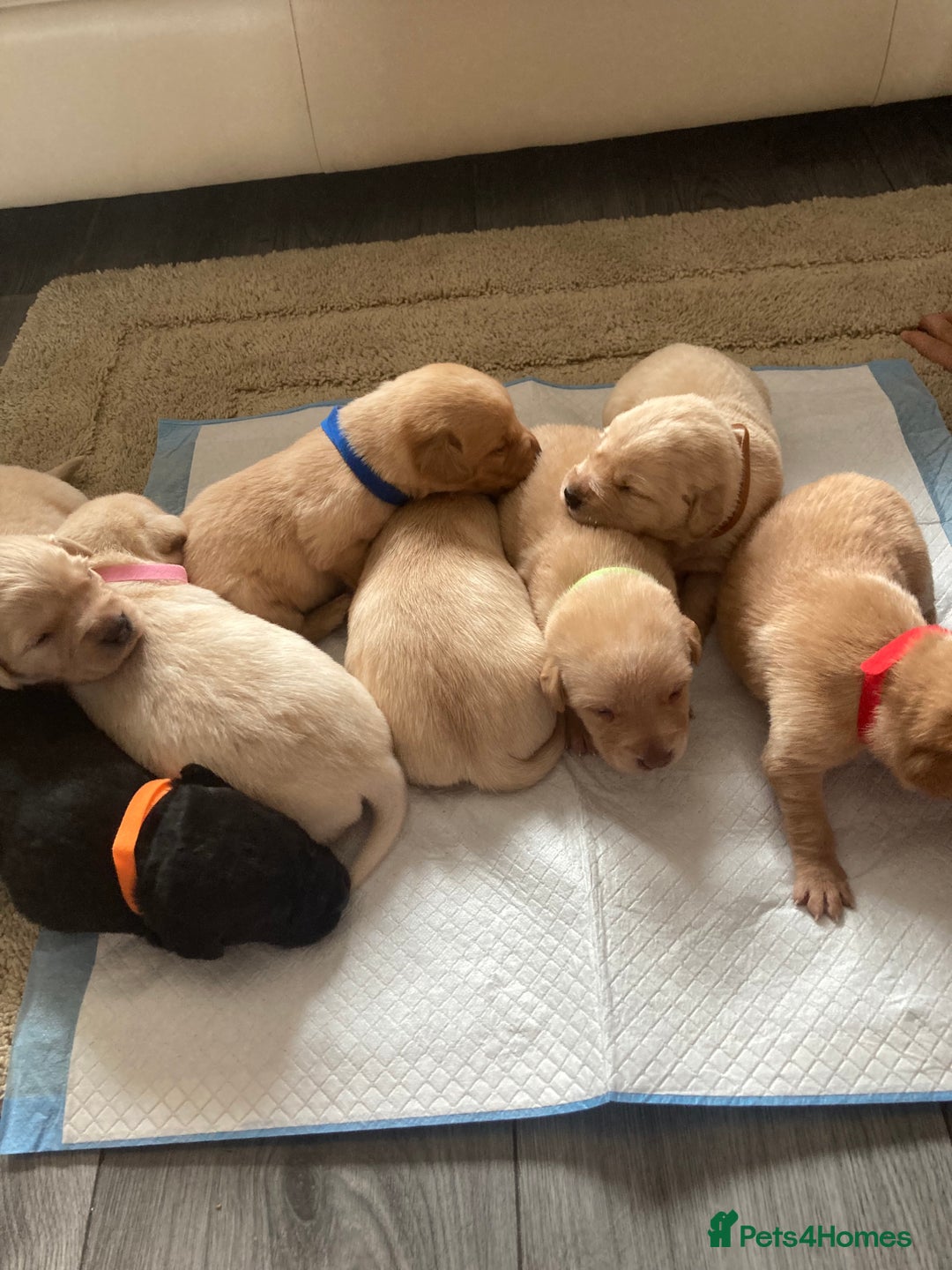 Labrador Retriever dogs for sale: LABRADOR PUPPIES - Image 3