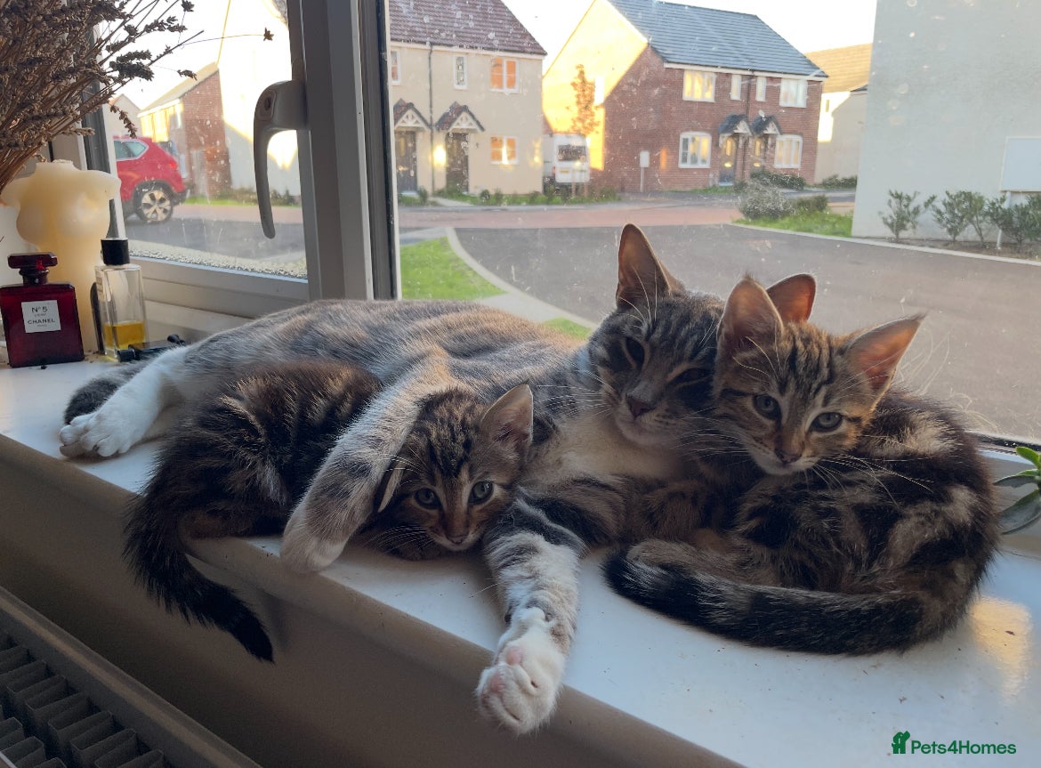 Mixed Breed cats Sibling Female Bengal x Ragdoll x 2 17 weeks old - Advert 1