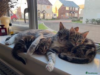 Mixed Breed cats Sibling Female Bengal x Ragdoll x 2 17 weeks old - Advert 1