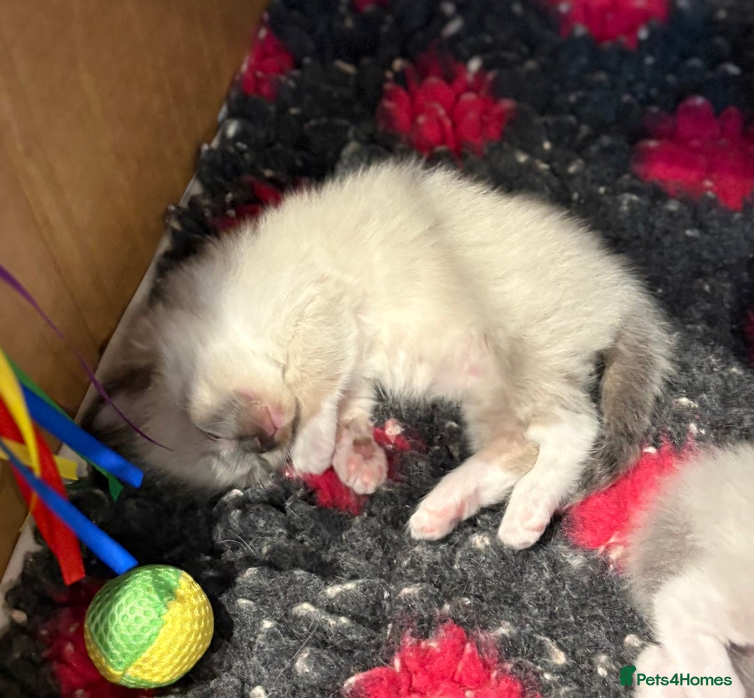 Ragdoll cats for sale: Stunning Ragdoll Males - Image 5