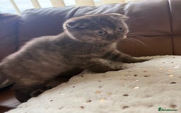 British Shorthair cats for sale: BSH x SF show quality kittens (REDUCED) - Image 14