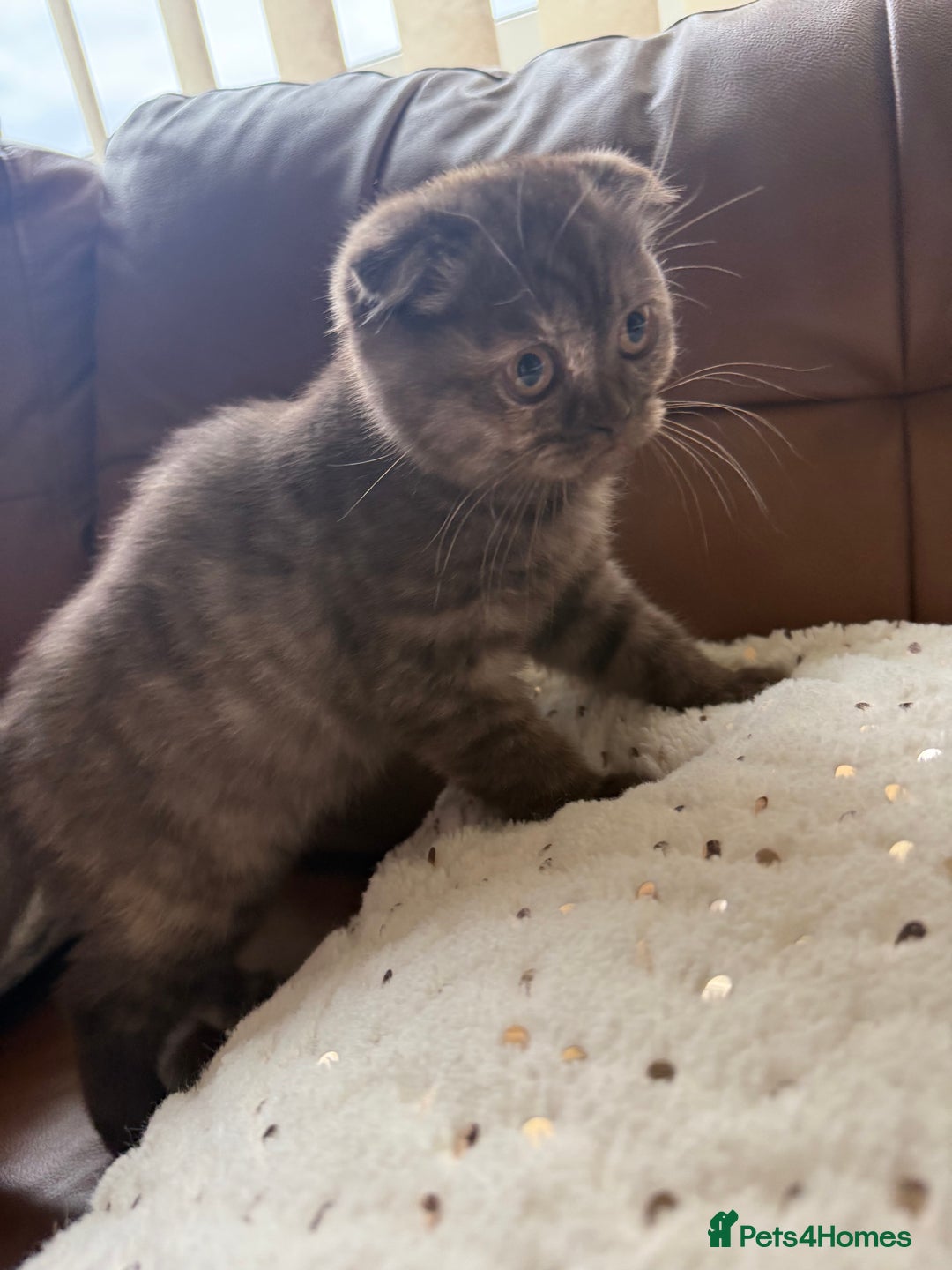 British Shorthair cats for sale: BSH x SF show quality kittens (REDUCED) - Image 14
