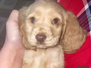 Cocker Spaniel dogs Ready now!!! - Advert 3