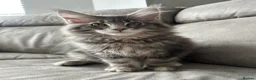 Maine Coon cats for sale: TICA reg Pedigree Maine Coon Kittens  - Advert 1