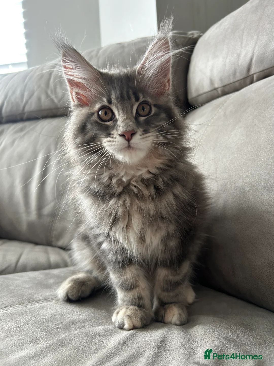 Maine Coon cats for sale: TICA reg Pedigree Maine Coon Kittens  - Advert 1