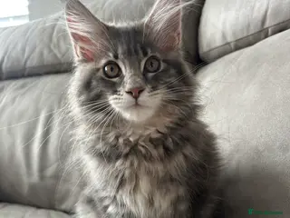 Maine Coon cats TICA reg Pedigree Maine Coon Kittens - Advert 7