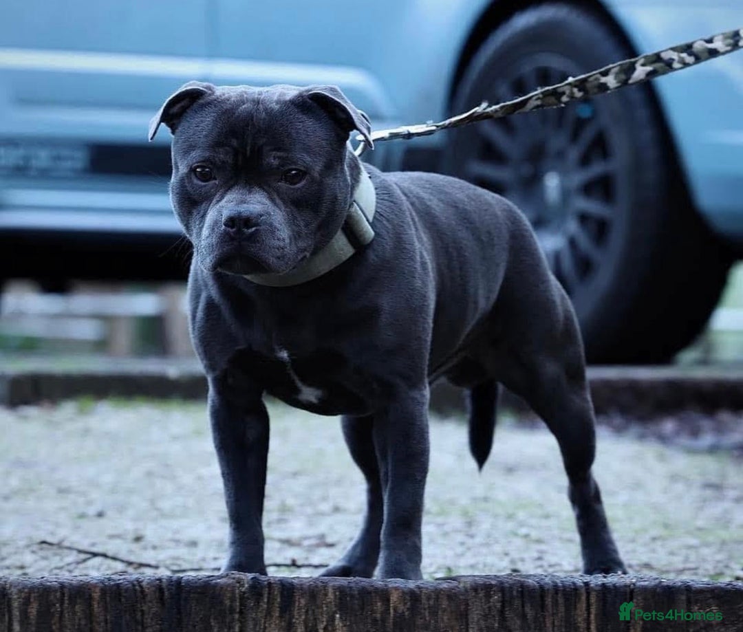 Staffordshire Bull Terrier dogs for sale: Blue Staffordshire Bull Terrier ready now  - Image 4