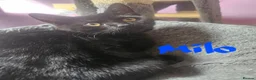 British Shorthair cats for sale: British Shorthair Cross black grey cheeky - Advert 5