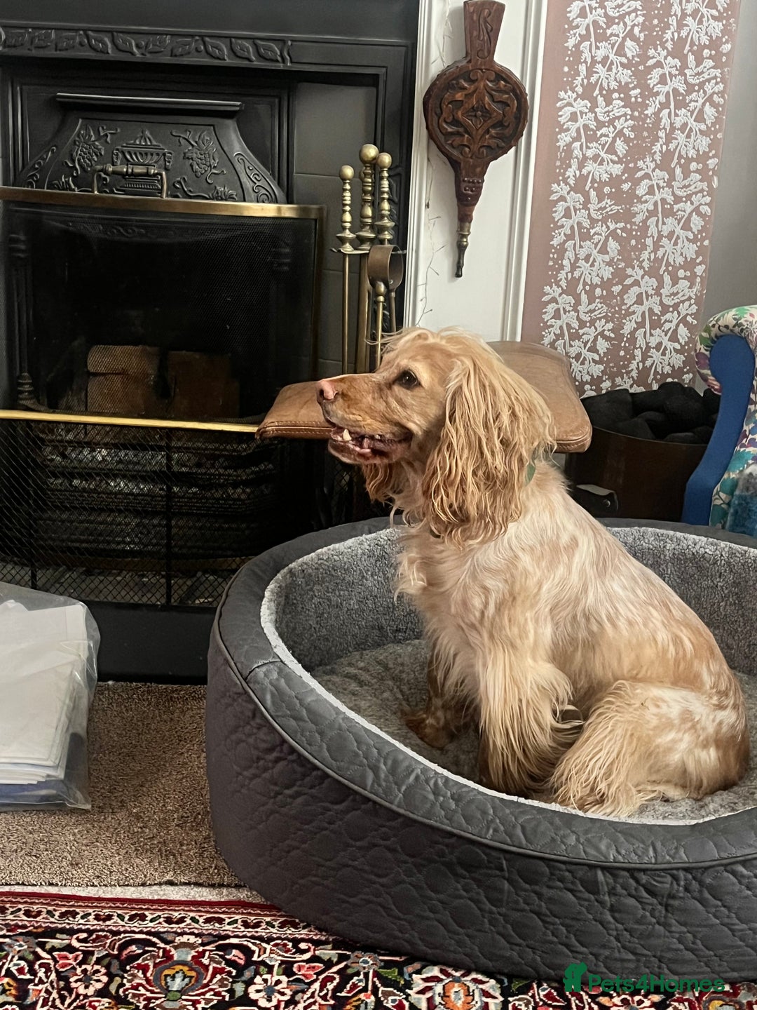 Cocker Spaniel dogs for sale: 4.5 year old male cocker spaniel - Image 2