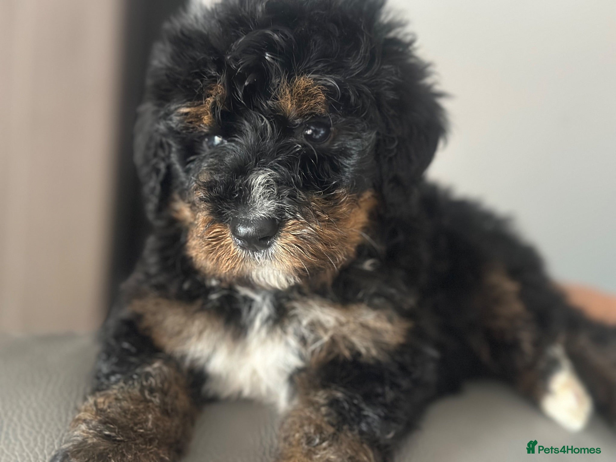 Bernedoodle dogs standard F1 Bernadoodles black/white last 4 1600  - Advert 1