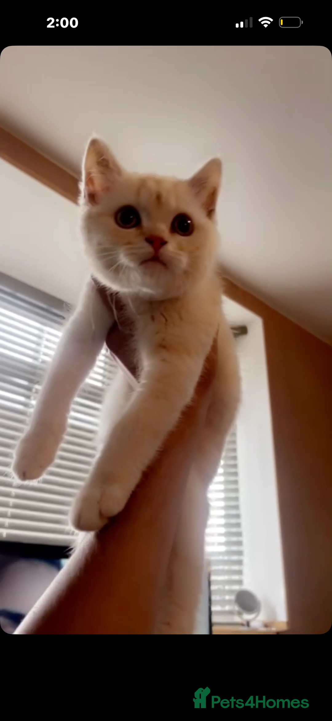 British Shorthair cats for sale: BRITISH SHORTHAIR X CHINCHILLA (FREE) - Advert 5