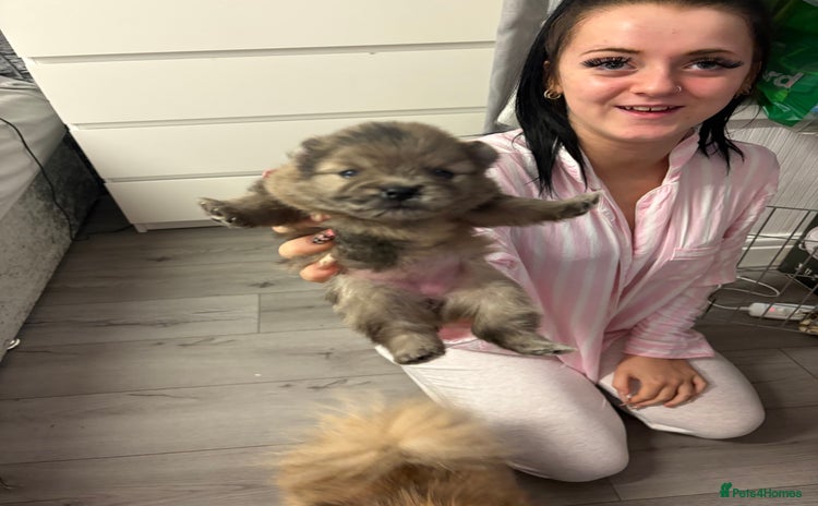 Pomeranian dogs - Advert 13