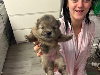 Pomeranian dogs - Advert 17