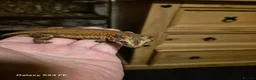 Gecko reptiles for sale: Lovely red stripe male gargoyle gecko in London - Advert 7