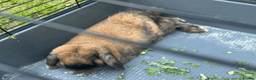 Mini Lop rabbits for sale: Gorgeous Male Neutered 1 Year Old For Rehoming - Advert 4