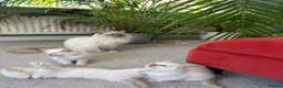 Ragdoll cats for sale: Rare Lilac Grand Champion Excellent Pedigree  - Advert 10