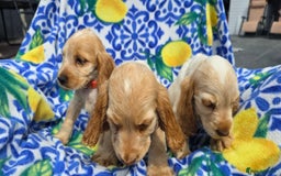 Cocker Spaniel dogs for sale: SHOW COCKERS READY NOW LAST LEMON BOY AND GIRL - Image 17