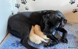Labrador Retriever dogs for sale: Fabulous KC registered labradors - Image 35
