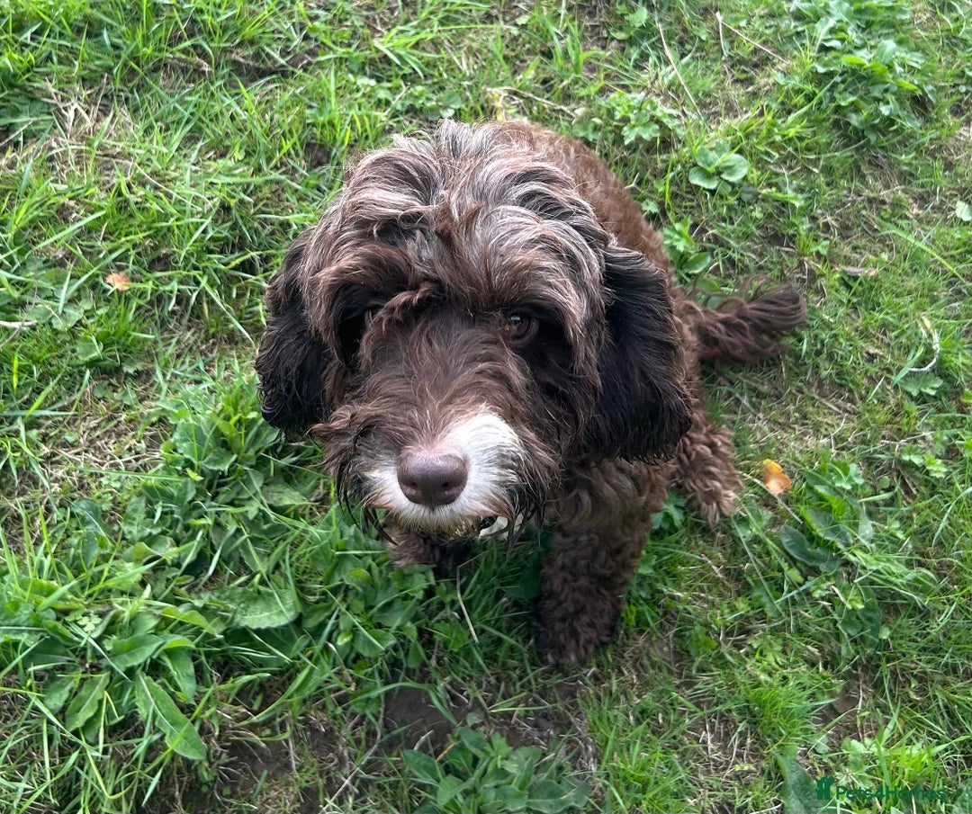 Cockapoo dogs for sale: Stunning F1 cockapoo  - Image 3