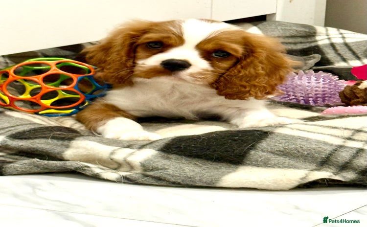 Cavalier King Charles Spaniel dogs - Advert 3