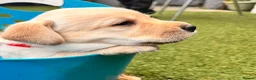 Labrador Retriever dogs for sale: Fabulous blonde Labrador puppies  - Advert 13