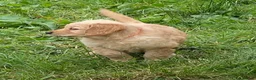 Golden Retriever dogs for sale: A happy healthy family companion  - Advert 4