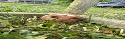 Guinea Pig rodents for sale: Baby Guinea Pigs READY NOW  - Advert 6