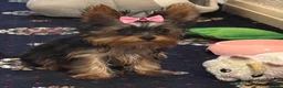 Yorkshire Terrier dogs for sale: 2x Tiny Yorkshire Terrier Puppies - Advert 5