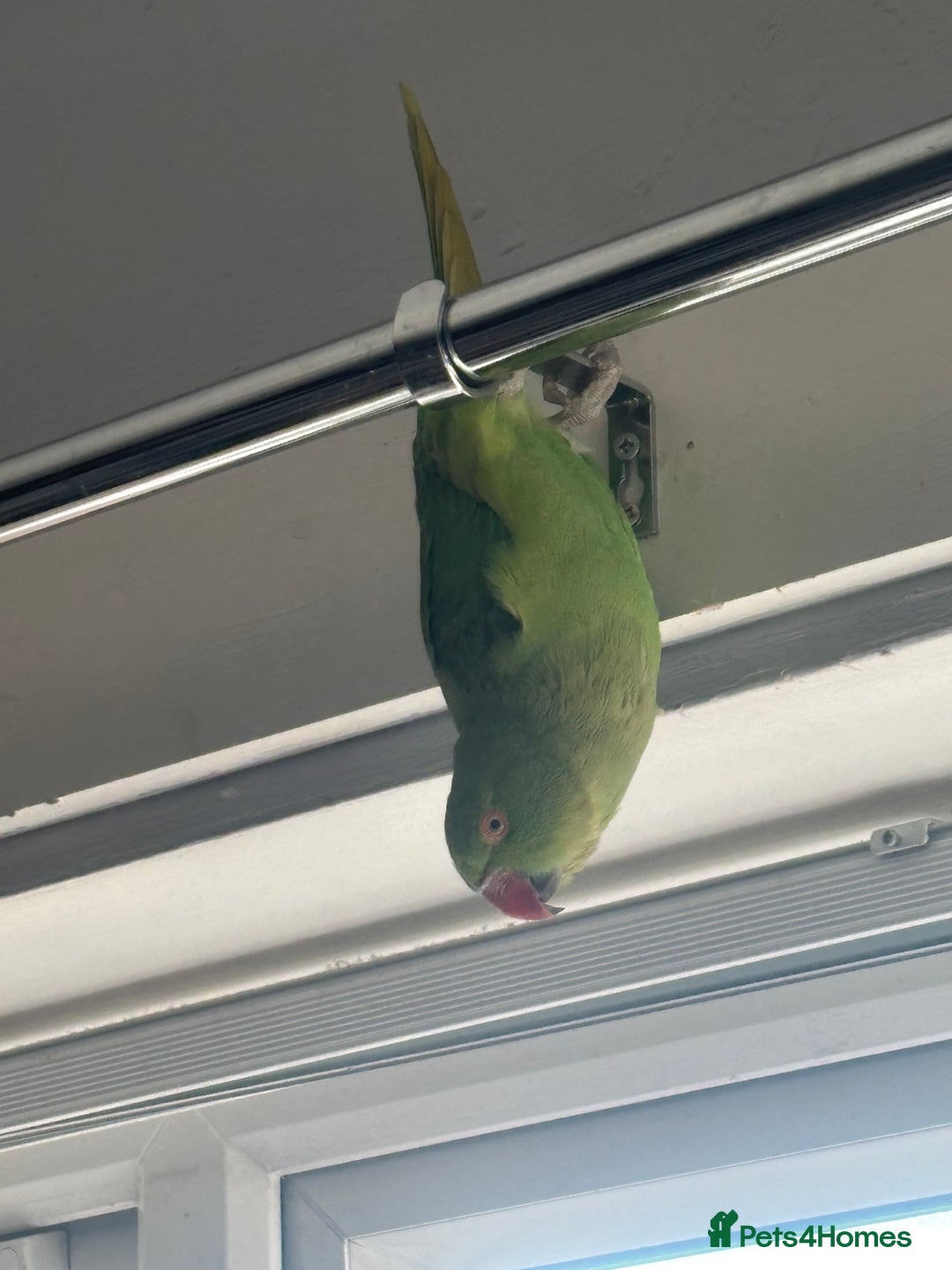 Ringnecks birds for sale: Indian ring neck  - Advert 8