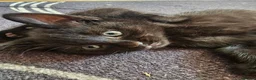 Mixed Breed cats for sale: 2 beautiful dark chocolate colloured boys  - Advert 19