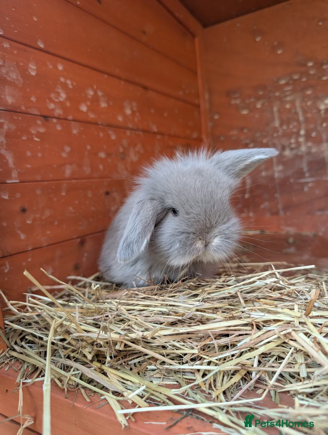 Mini Lion Lop rabbits for sale: Mini lionlops - Advert 9
