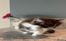 British Shorthair cats for sale: 🐾✨ READY for Their Forever Home ✨🐾 - Image 18