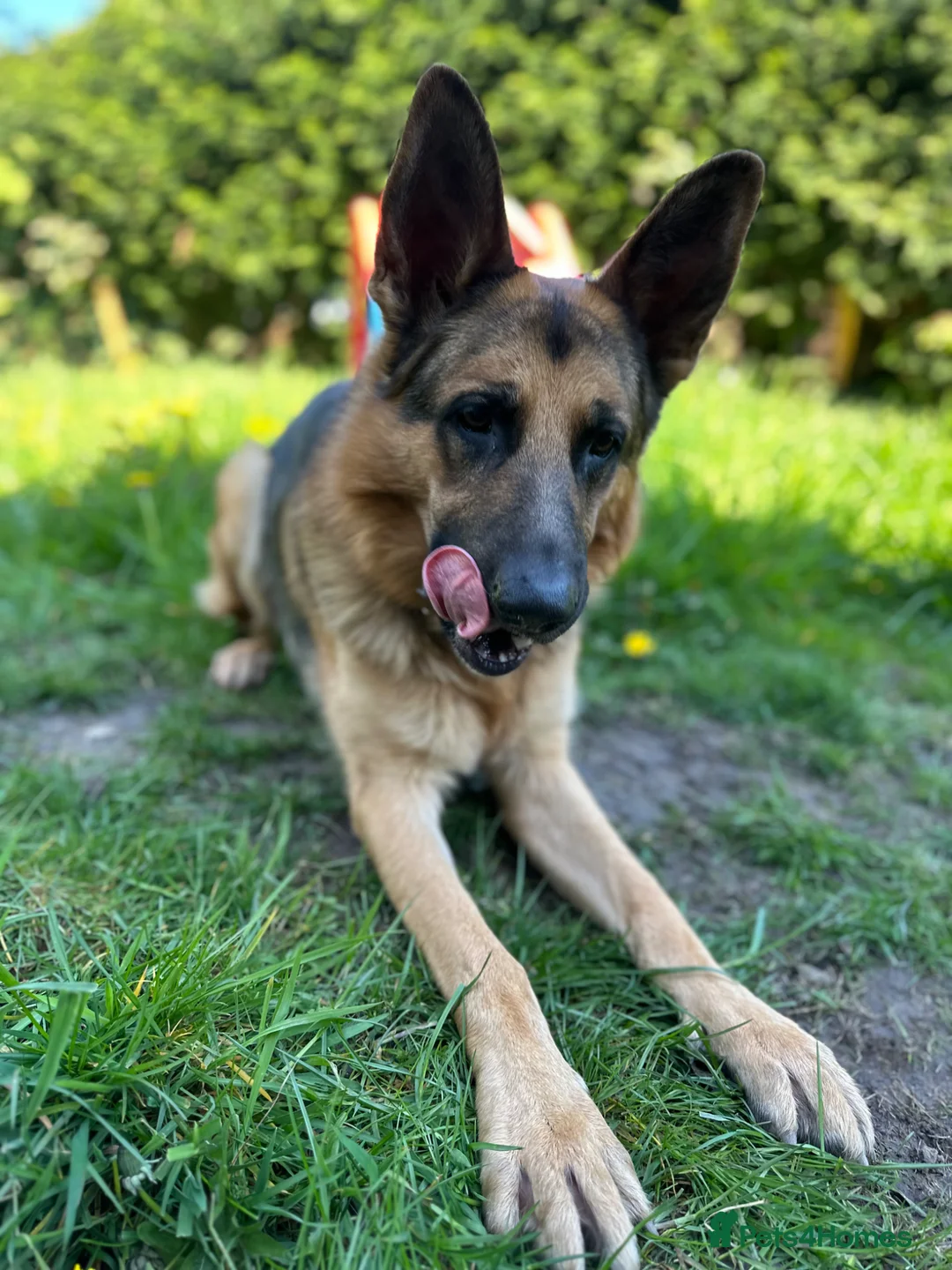 German Shepherd dogs for sale: FOREVER LOVING HOME NEEDED FOR BEAR (2yr old GSD) - Advert 2