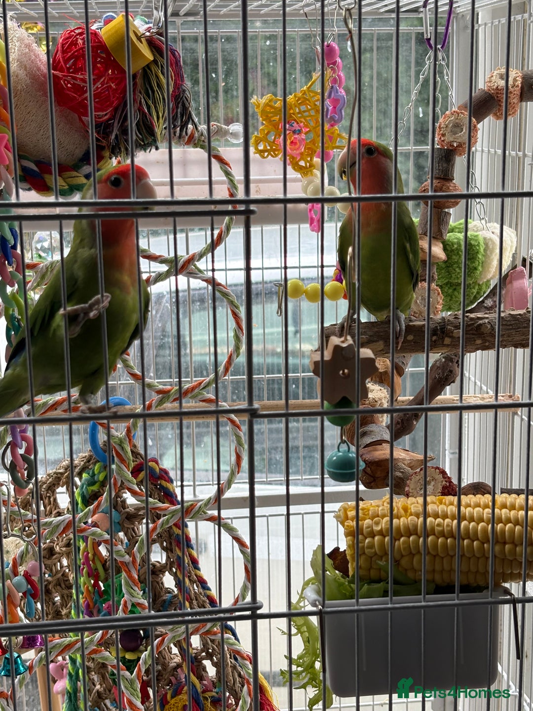 Lovebirds birds for sale: Pair of lovebirds  - Image 1