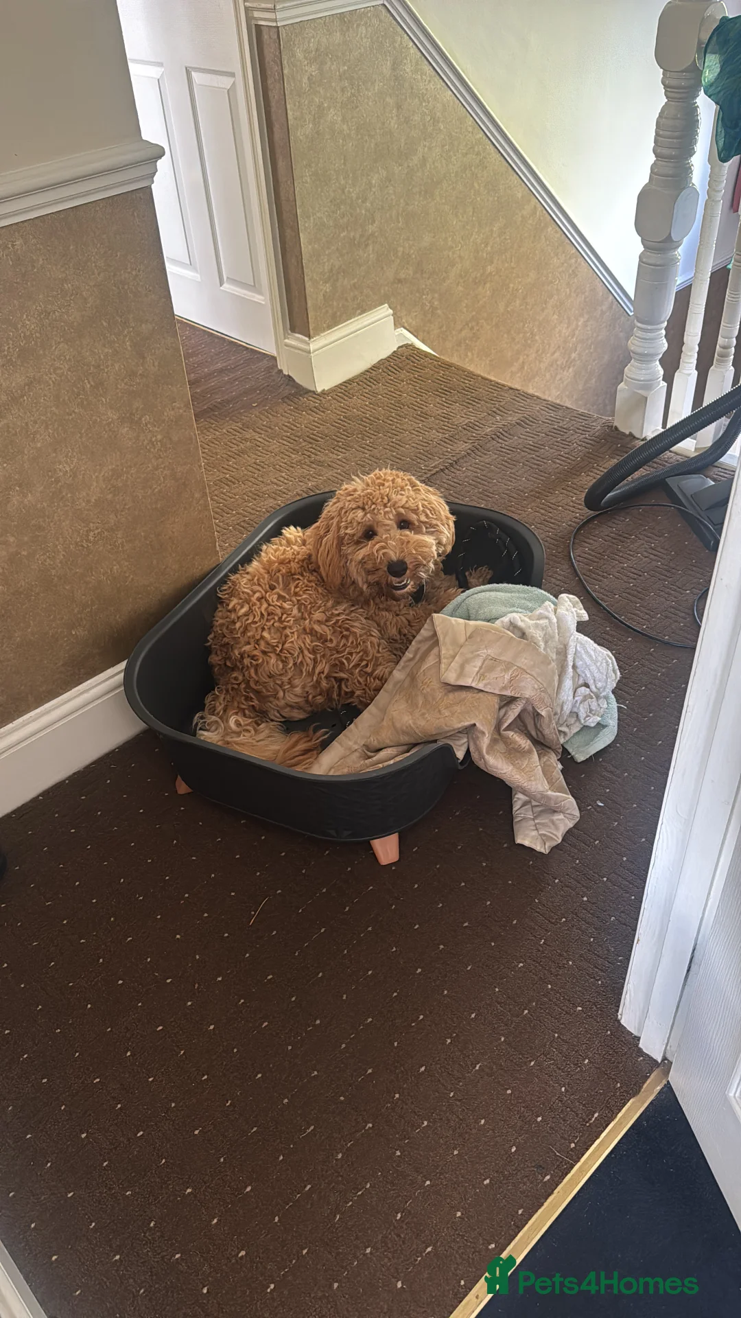 Australian Labradoodle dogs for sale: Adorable Australian labradoodle  - Advert 7