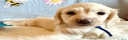 Dachshund dogs for sale: Miniature dachshund extensively health tested - Advert 7