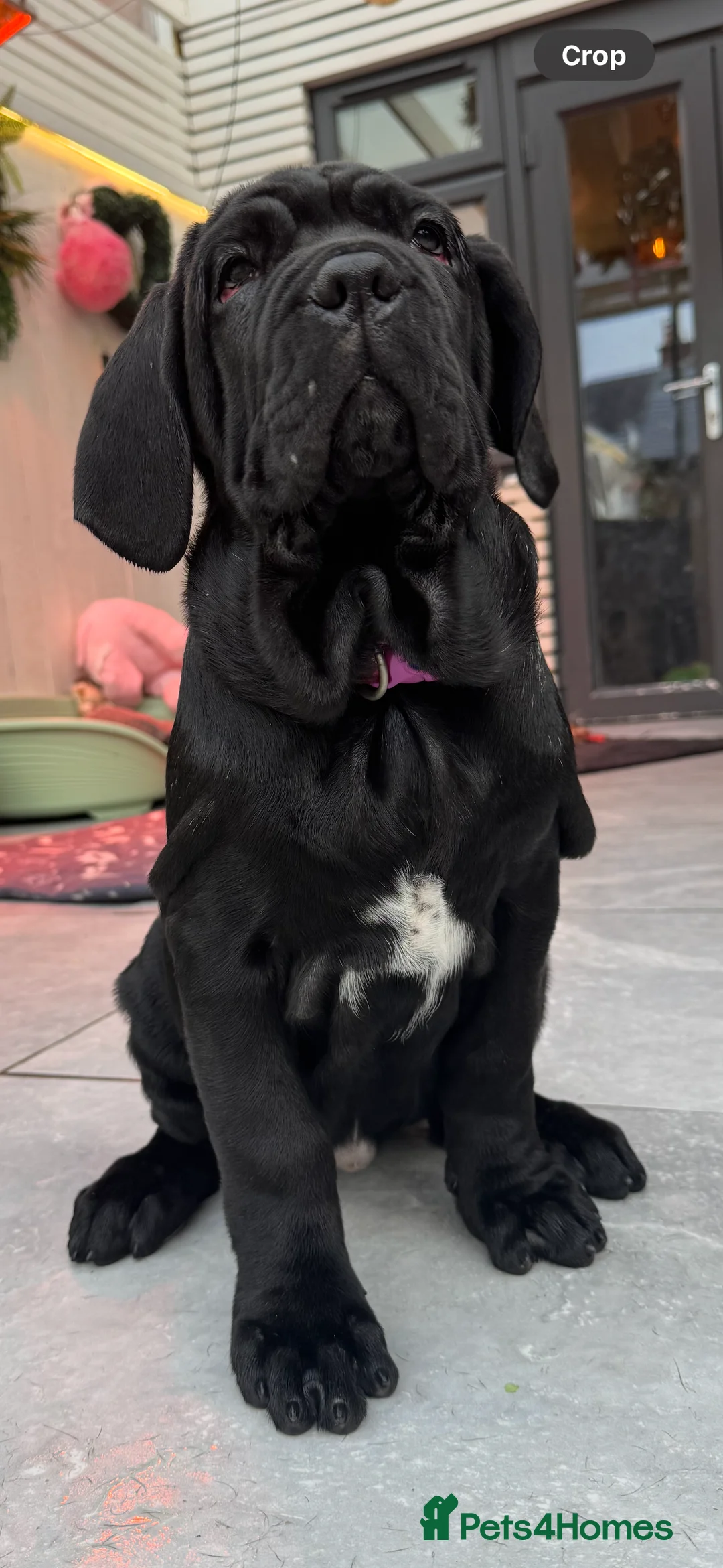 Neapolitan Mastiff dogs for sale: 2 black female Neapolitan mastiff puppies  - Advert 17