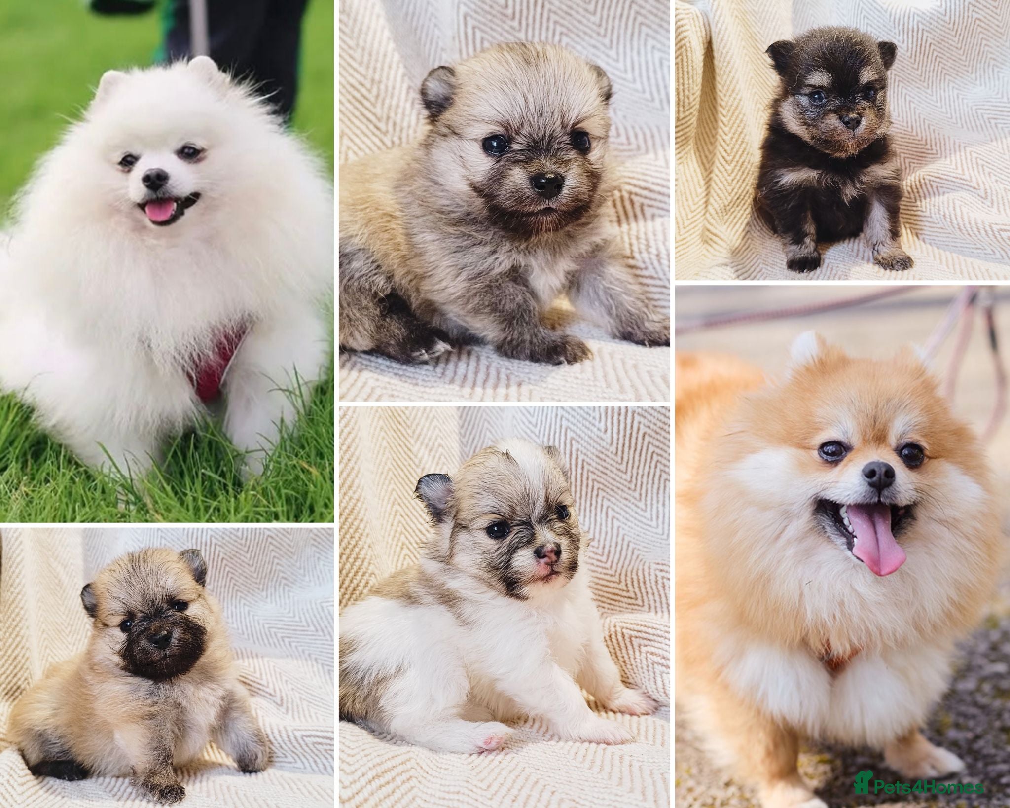 Pomeranian dogs KC registered pomeranian puppies - 4 girls  - Advert 5