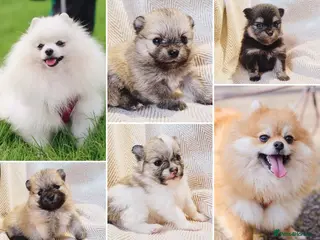 Pomeranian dogs Extra small KC reg pomeranian puppies - 4 girls - Advert 1