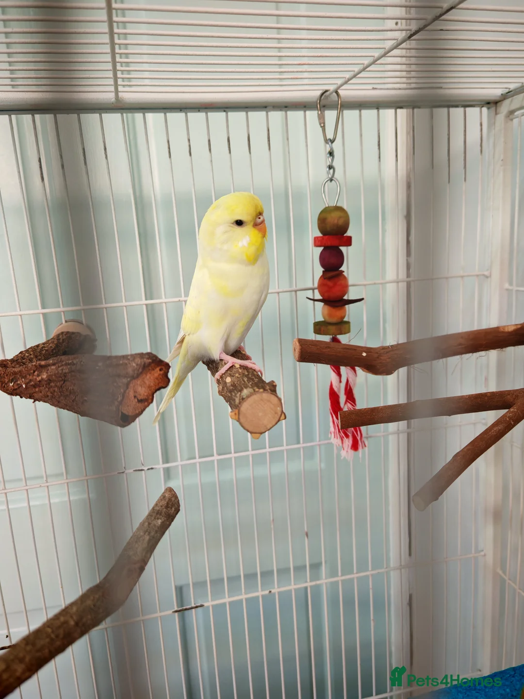 Budgerigars birds for sale: Female Budgie Hand Tame  - Advert 2