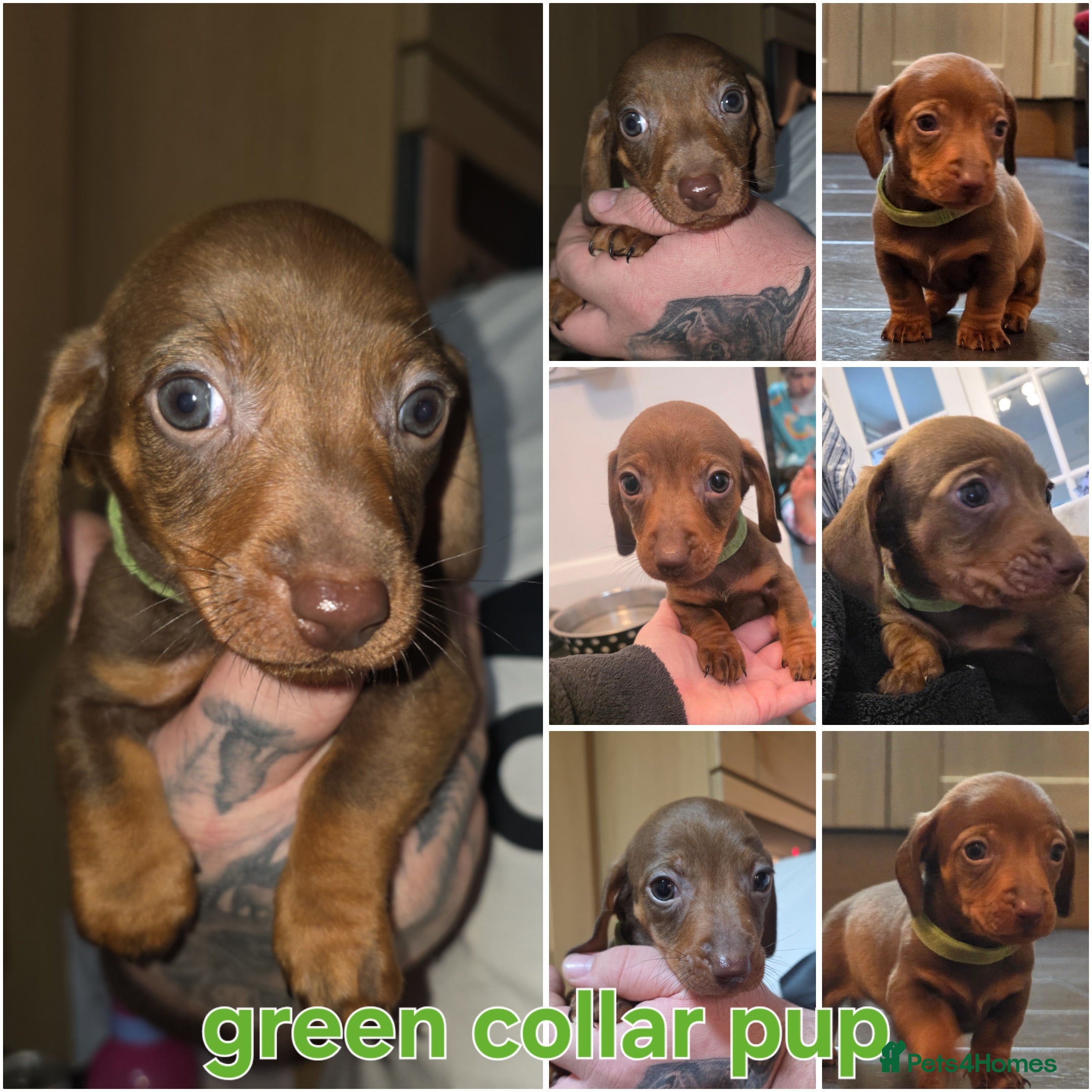 Dachshund dogs Dachshund  - Advert 11