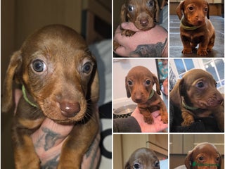 Dachshund dogs Dachshund - Advert 13