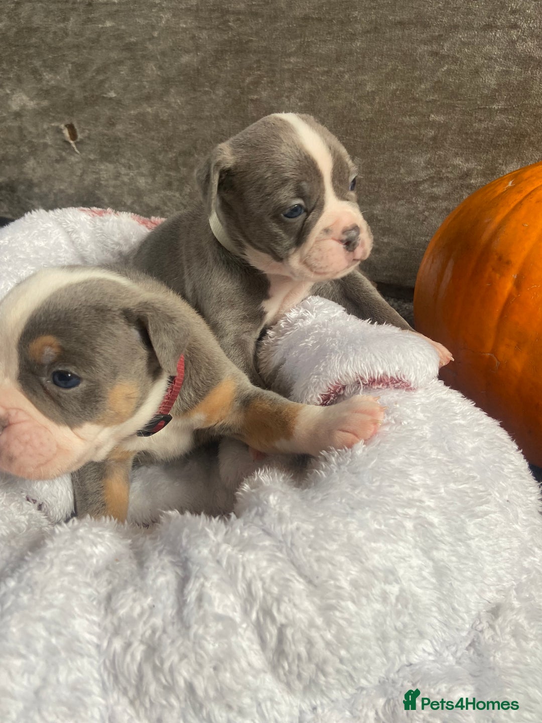 Dorset Olde Tyme Bulldogge dogs for sale: N.E.B.B.R fluffy carriers olde tyme bulldogs - Image 15