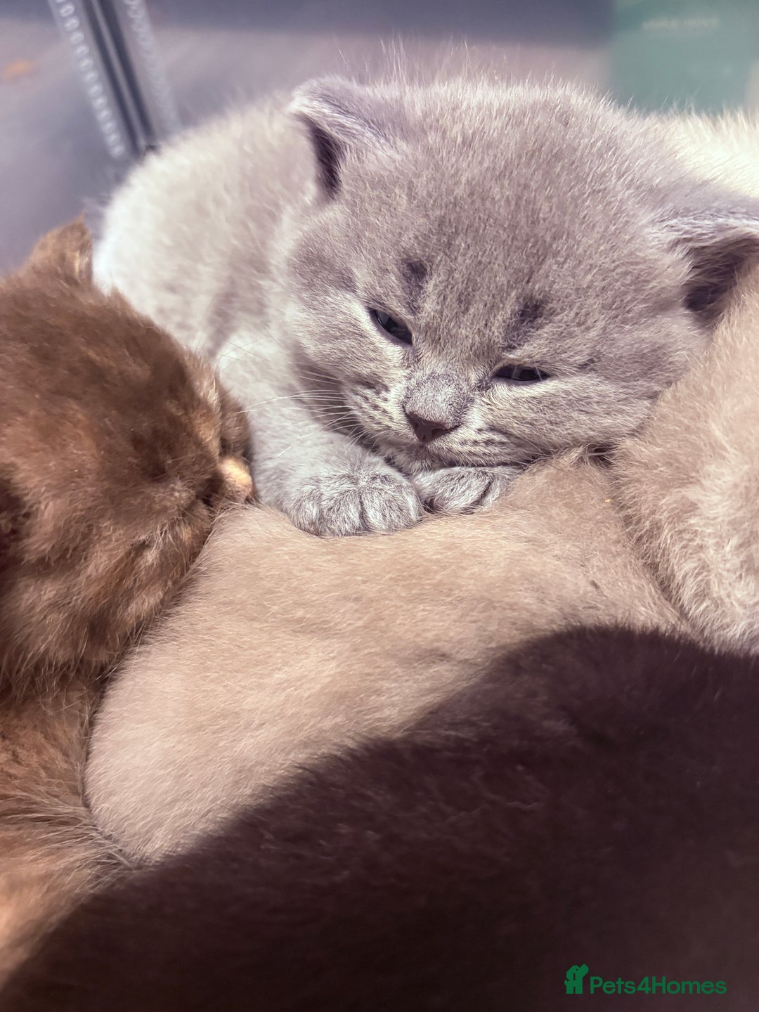 British Shorthair cats for sale: Beautiful GCCF Registered MultiColoured BSH kitte  - Advert 8