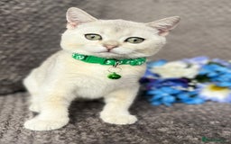 British Shorthair cats for sale: TICA registered British Shorthair kittens - Image 20