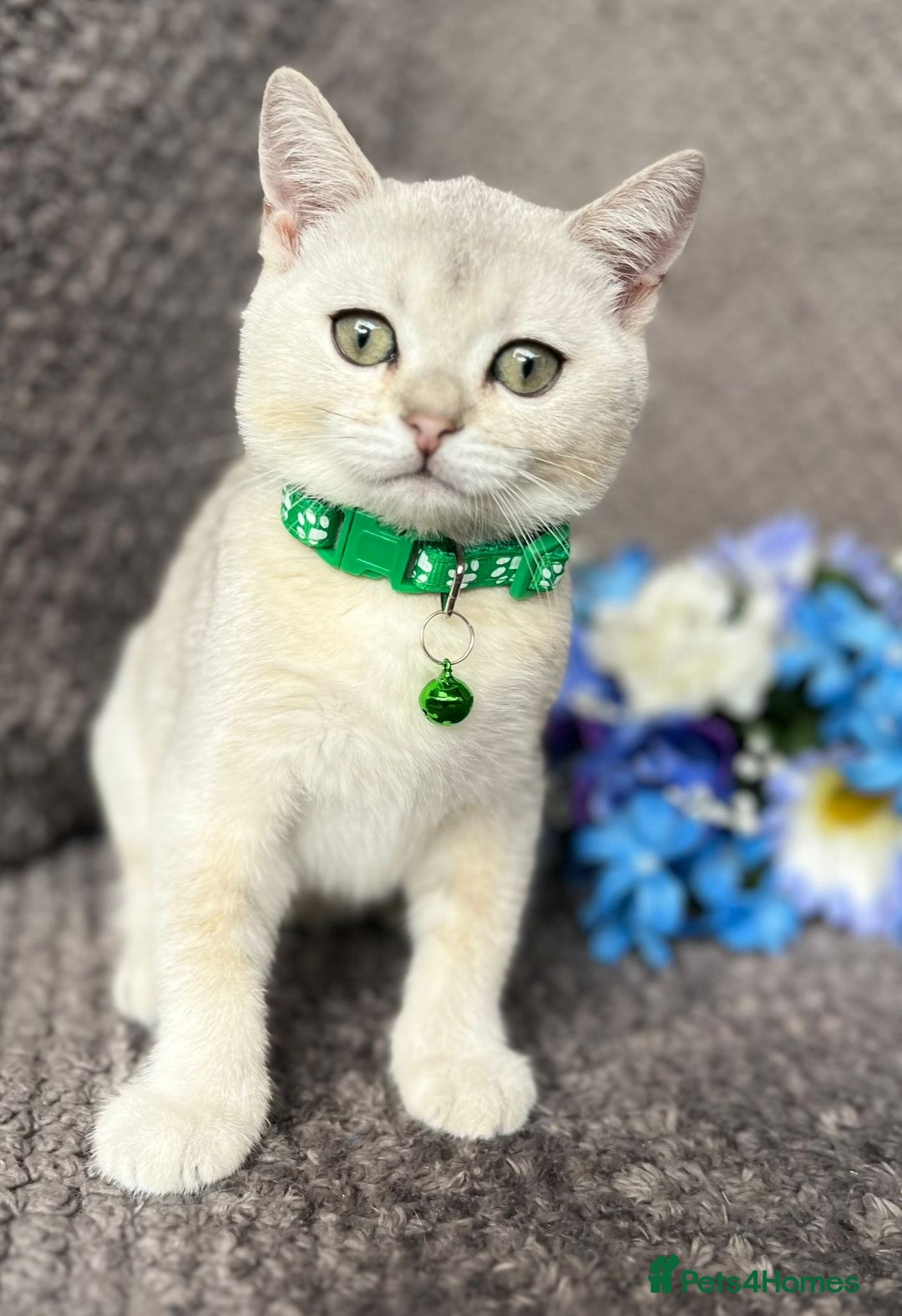 British Shorthair cats for sale: TICA registered British Shorthair kittens - Image 20