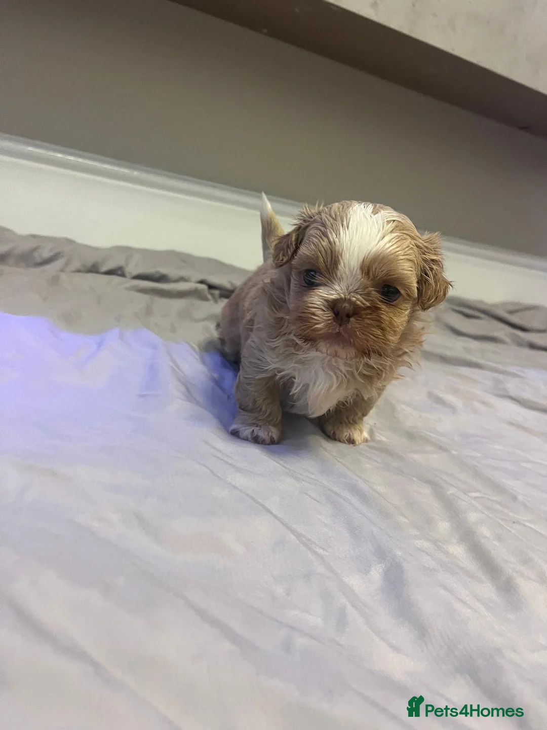 Shih Tzu dogs for sale: Stunning imperials - Advert 1