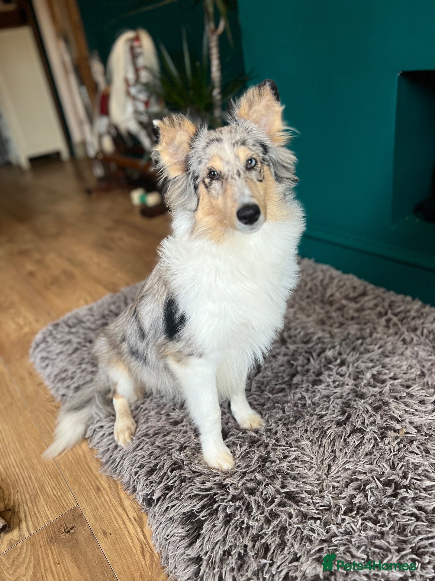 Shetland Sheepdog dogs Shetland sheep dog girl pup - Advert 1