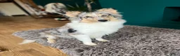 Shetland Sheepdog dogs for sale: Shetland sheep dog girl pup - Advert 1