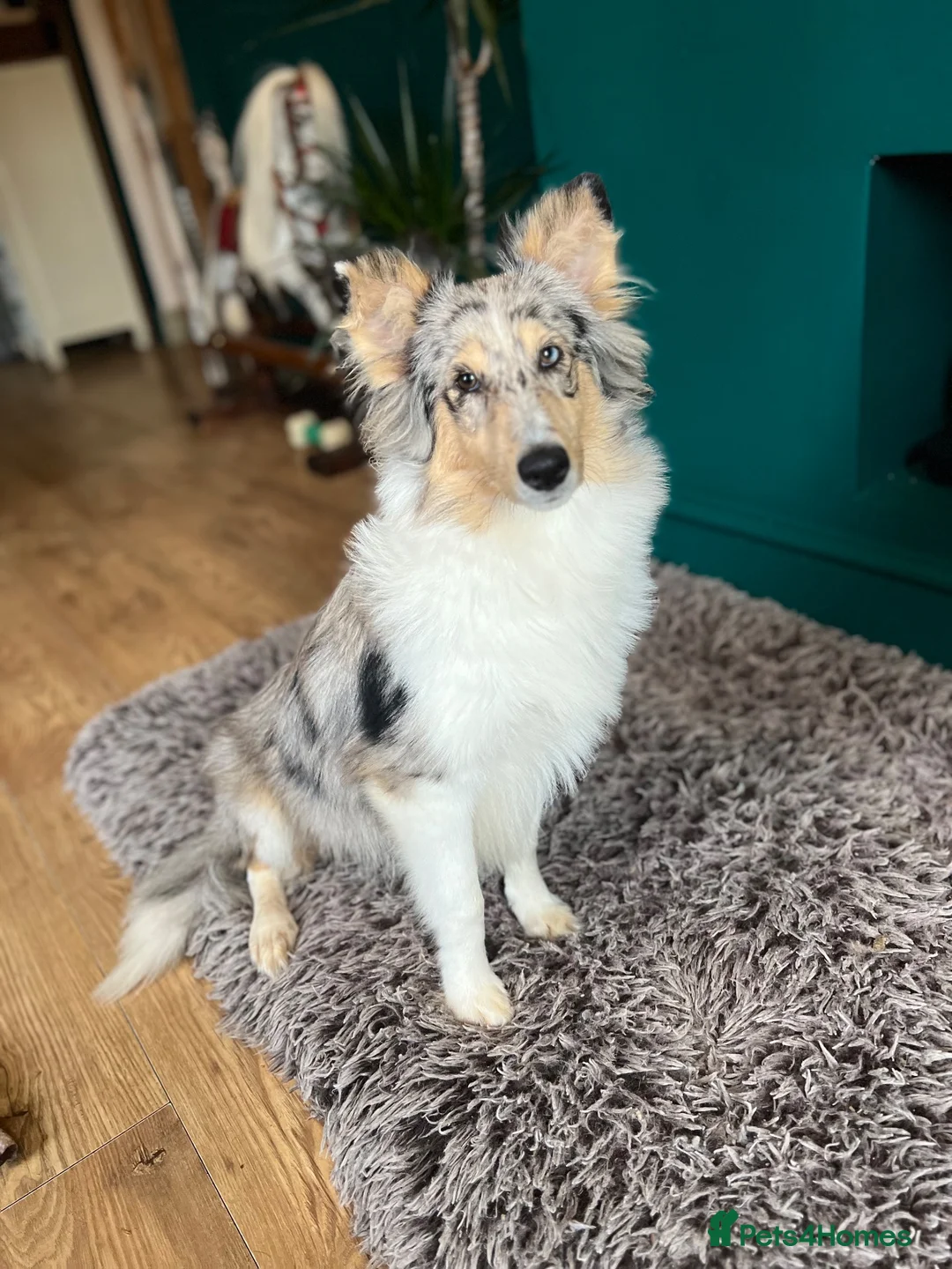 Shetland Sheepdog dogs for sale: Shetland sheep dog girl pup - Advert 1
